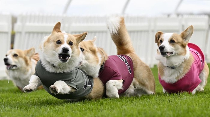 Participants take part in the Corgi Derby at Musselburgh Racecourse as part of its Easter Saturday race day celebration, in Musselburgh, Scotland, Saturday April 19, 2025. (Lesley Martin/PA via AP)