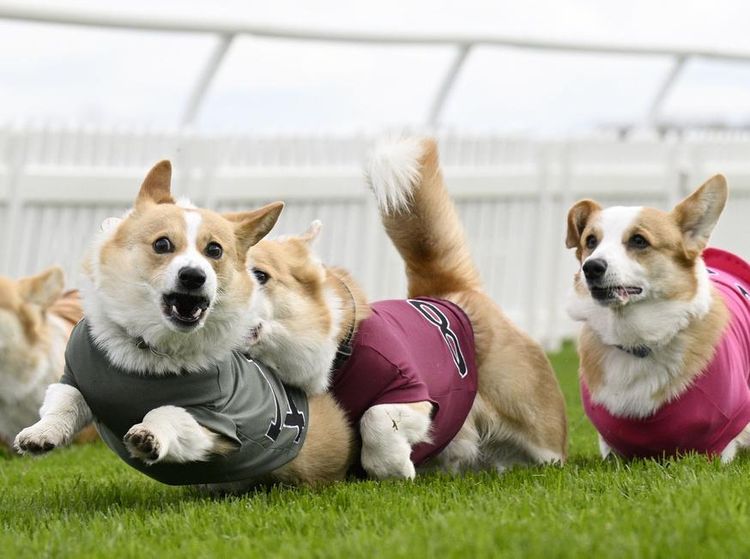 Lincahnya Anjing-anjing Corgi Balapan di Skotlandia, Gemes Banget!