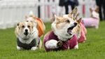 Lincahnya Anjing-anjing Corgi Balapan di Skotlandia, Gemes Banget!