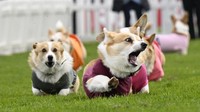 Balapan Corgi biasanya memiliki jarak sekitar 40-50 yard.