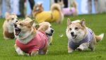 Lincahnya Anjing-anjing Corgi Balapan di Skotlandia, Gemes Banget!