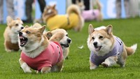 Corgi adalah anjing kecil yang sangat aktif dan cerdas, sehingga mereka sangat cocok untuk balapan.