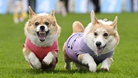 Balapan Corgi merupakan acara yang unik dan menghibur, yang menarik perhatian penggemar anjing dan orang-orang yang mencari hiburan yang berbeda.