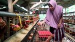 Sukses Ternak Ayam Petelor, Emak-emak di Bojonegoro Jadi Inspirasi Warga