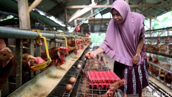Marmi, emak-emak Bojonegoro yang cuan dari hasil ternak ayam petelur di rumahnya.