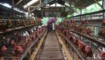 Sukses Ternak Ayam Petelor, Emak-emak di Bojonegoro Jadi Inspirasi Warga