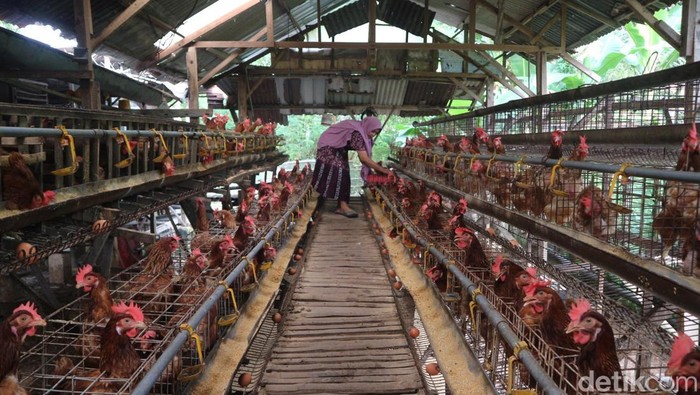 Marmi, emak-emak Bojonegoro yang cuan dari hasil ternak ayam petelur di rumahnya.