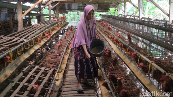 Sukses Ternak Ayam Petelor, Emak-emak di Bojonegoro Jadi Inspirasi Warga