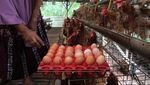 Sukses Ternak Ayam Petelor, Emak-emak di Bojonegoro Jadi Inspirasi Warga