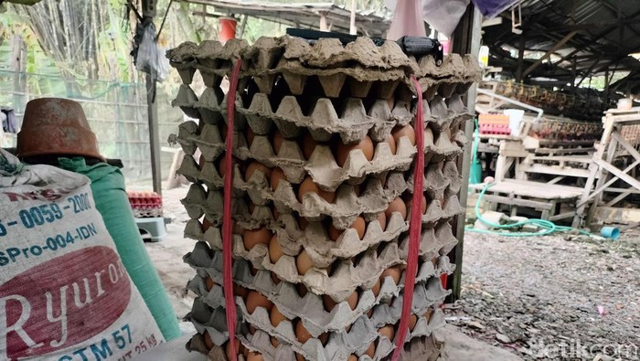 Marmi, emak-emak Bojonegoro yang cuan dari hasil ternak ayam petelur di rumahnya.