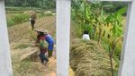 Melihat Panen Raya Padi Organik di Bogor