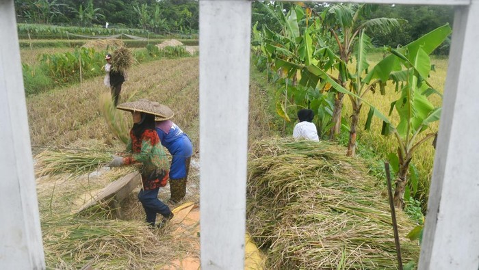 Petani merontokkan bulir padi organik saat panen di area persawahan Agro Eduwisata Organik Mulyaharja, Kota Bogor, Jawa Barat, Senin (21/4/2025). Panen raya padi organik di lahan seluas 23 hektar yang mampu menghasilkan sebanyak 80,5 ton beras tersebut sekaligus dikembangkan menjadi destinasi wisata alam dan mendorong produktivitas ekonomi masyarakat. ANTARA FOTO/Arif Firmansyah/foc.