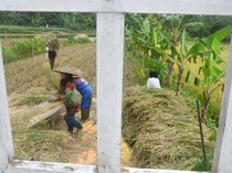 Melihat Panen Raya Padi Organik di Bogor