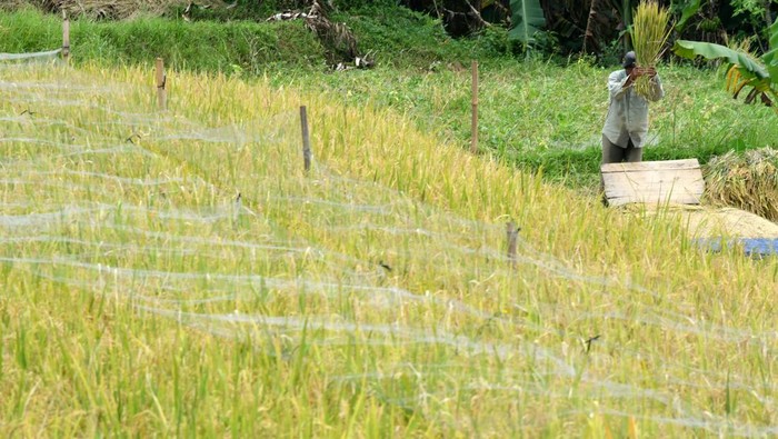 Petani merontokkan bulir padi organik saat panen di area persawahan Agro Eduwisata Organik Mulyaharja, Kota Bogor, Jawa Barat, Senin (21/4/2025). Panen raya padi organik di lahan seluas 23 hektar yang mampu menghasilkan sebanyak 80,5 ton beras tersebut sekaligus dikembangkan menjadi destinasi wisata alam dan mendorong produktivitas ekonomi masyarakat. ANTARA FOTO/Arif Firmansyah/foc.