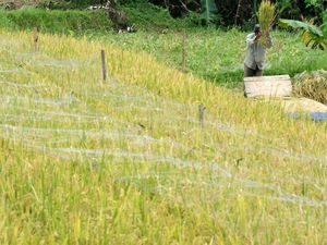 Produksi Beras hingga Akhir Tahun Diprediksi 34,77 Juta Ton