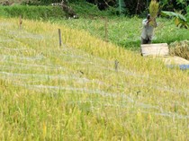 Lahan 235 Ha di Jakarta Bakal Disulap buat Agro Wisata