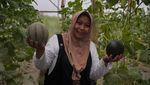 Potret Melon Hitam, Disebut Pertama di Dunia Hasil Riset Mahasiswi UB 2,5 Tahun