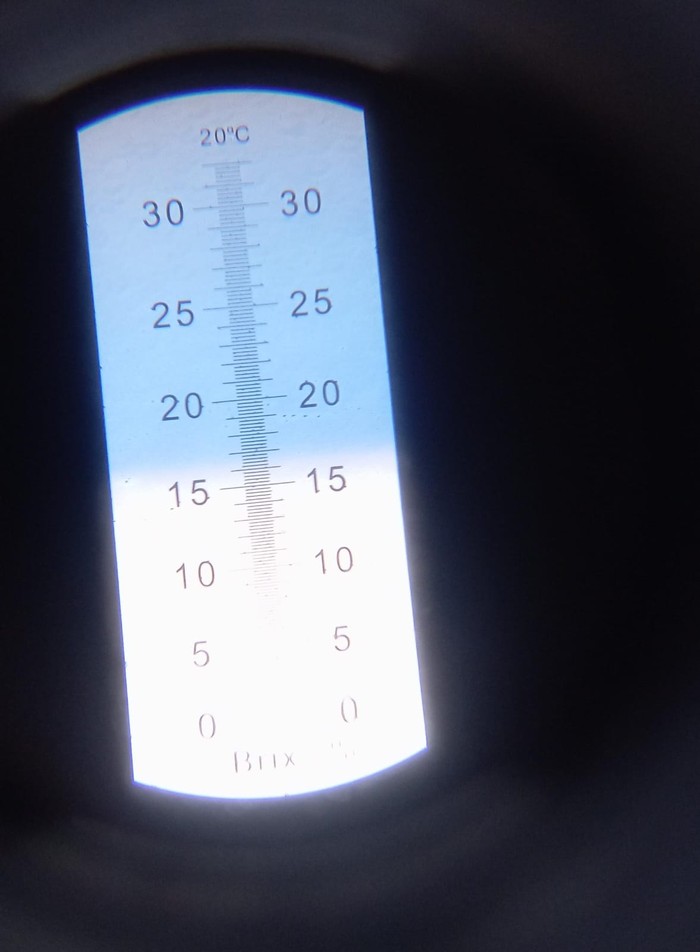 Melon hitam hasil rekayasa genetika mahasiswa S3 UB Astrid Ika Paramitha