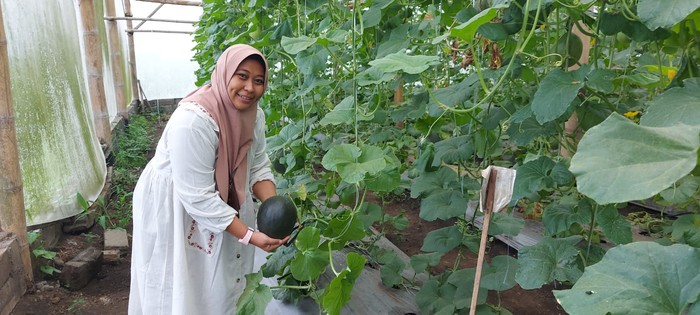 Melon hitam hasil rekayasa genetika mahasiswa S3 UB Astrid Ika Paramitha Melon hitam hasil rekayasa genetika mahasiswa S3 UB Astrid Ika Paramitha