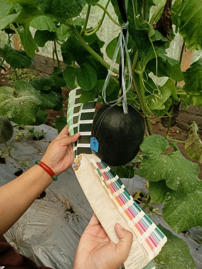 Melon hitam hasil rekayasa genetika mahasiswa S3 UB Astrid Ika Paramitha