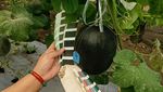 Potret Melon Hitam, Disebut Pertama di Dunia Hasil Riset Mahasiswi UB 2,5 Tahun