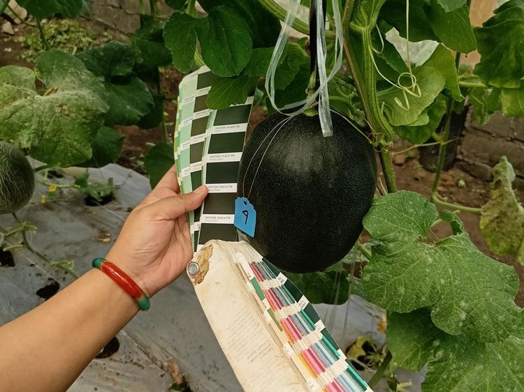 Potret Melon Hitam, Disebut Pertama di Dunia Hasil Riset Mahasiswi UB 2,5 Tahun