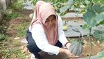 Potret Melon Hitam, Disebut Pertama di Dunia Hasil Riset Mahasiswi UB 2,5 Tahun
