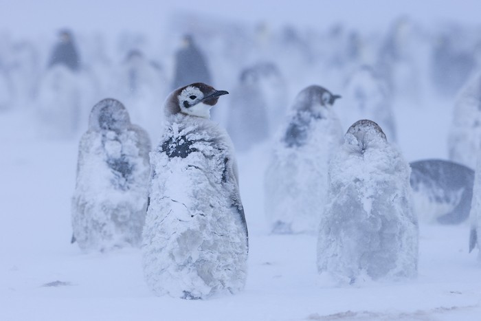 A group of adult Emperor penguins travel along the sea ice on their bellies after exiting the water against, as the ice shelf is seen in the distance, on the Ekstrom Ice Shelf, Antarctica, in this undated handout image obtained by Reuters on April 17, 2025. National Geographic/Bertie Gregory/Handout via REUTERS THIS IMAGE HAS BEEN SUPPLIED BY A THIRD PARTY. NO RESALES. NO ARCHIVES. MANDATORY CREDIT. FOR EDITORIAL NEWS USE ONLY WHEN REPORTING ON 