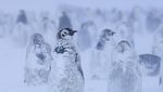 Momen Penguin Kaisar Hadapi Badai Salju di Antartika
