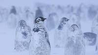 Anak penguin kaisar tertutup salju dan es selama badai salju, di Ekstrom Ice Shelf, Antartika, dalam gambar selebaran tanpa tanggal yang diperoleh Reuters pada 17 April 2025. 