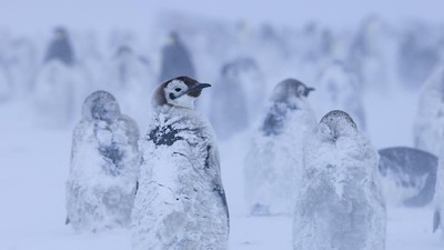 Momen Penguin Kaisar Hadapi Badai Salju di Antartika