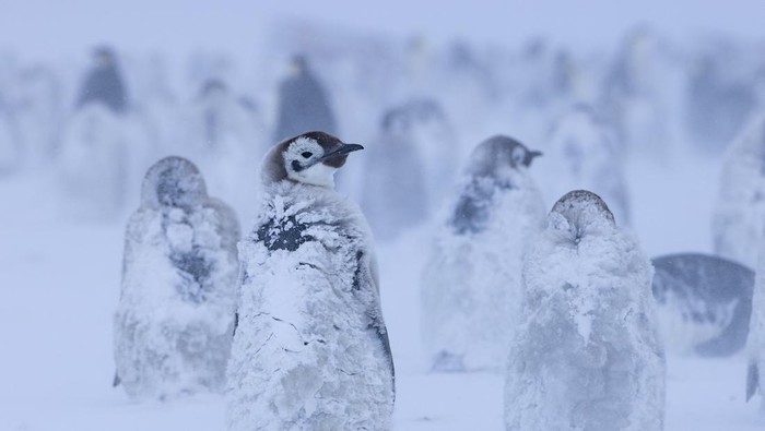 A group of adult Emperor penguins travel along the sea ice on their bellies after exiting the water against, as the ice shelf is seen in the distance, on the Ekstrom Ice Shelf, Antarctica, in this undated handout image obtained by Reuters on April 17, 2025. National Geographic/Bertie Gregory/Handout via REUTERS THIS IMAGE HAS BEEN SUPPLIED BY A THIRD PARTY. NO RESALES. NO ARCHIVES. MANDATORY CREDIT. FOR EDITORIAL NEWS USE ONLY WHEN REPORTING ON 