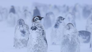 Momen Penguin Kaisar Hadapi Badai Salju di Antartika