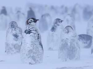 Siapa Sangka, Kotoran Penguin Selamatkan Iklim di Antartika