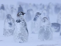 Momen Penguin Kaisar Hadapi Badai Salju di Antartika