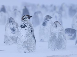 Polusi Suara dari Manusia Bikin Stres Satwa Antartika