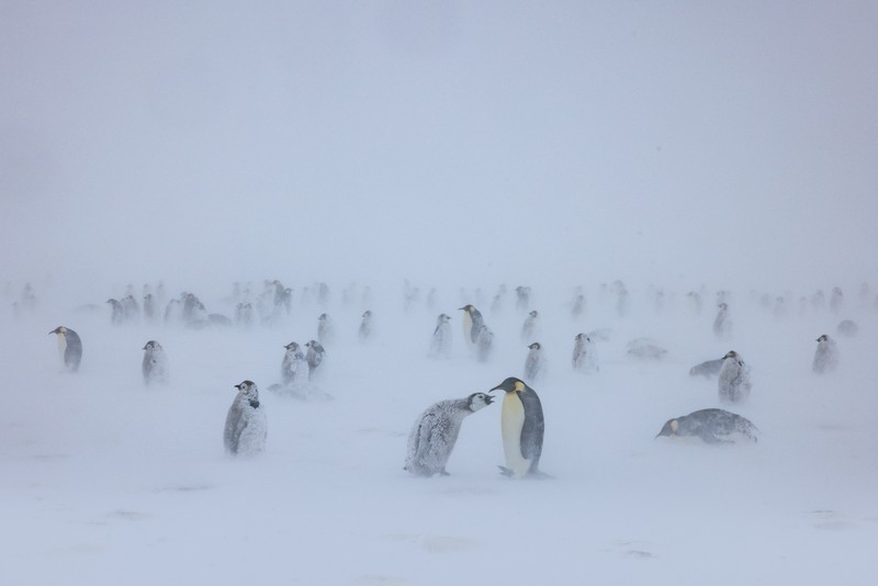 A group of adult Emperor penguins travel along the sea ice on their bellies after exiting the water against, as the ice shelf is seen in the distance, on the Ekstrom Ice Shelf, Antarctica, in this undated handout image obtained by Reuters on April 17, 2025. National Geographic/Bertie Gregory/Handout via REUTERS THIS IMAGE HAS BEEN SUPPLIED BY A THIRD PARTY. NO RESALES. NO ARCHIVES. MANDATORY CREDIT. FOR EDITORIAL NEWS USE ONLY WHEN REPORTING ON 