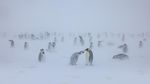 Momen Penguin Kaisar Hadapi Badai Salju di Antartika