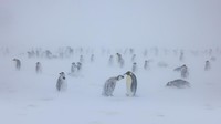 Penguin kaisar di Antartika menghadapi badai salju yang ekstrem. Badai salju dapat mencapai kecepatan hingga 200 km/jam, memaksa penguin kaisar untuk berkumpul bersama untuk saling menghangatkan diri. 