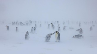 Fosil Penguin Raksasa Ditemukan di Selandia Baru, Lebih Besar dari Manusia
