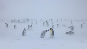 Makhluk Tidak Biasa: Antartika adalah rumah bagi lebih dari 230 spesies satwa liar. Beberapa mudah dikenali sepetrti penguin kaisar, anjing laut gajah, dan lumba-lumba. Yang lainnya unik dan bahkan baru teridentifikasi, terutama spesies yang ditemukan di bawah air. Baru ditemukan pada tahun 2005, kepiting yeti adalah sejenis krustasea jongkok yang ditutupi bulu. Ada pula ikan es dengan penemuan terbaru menemukan 60 juta sarang mereka di kedalaman. Mereka memiliki darah yang tidak berwarna. Foto: National Geographic/Bertie Gregory/Handout via REUTERS