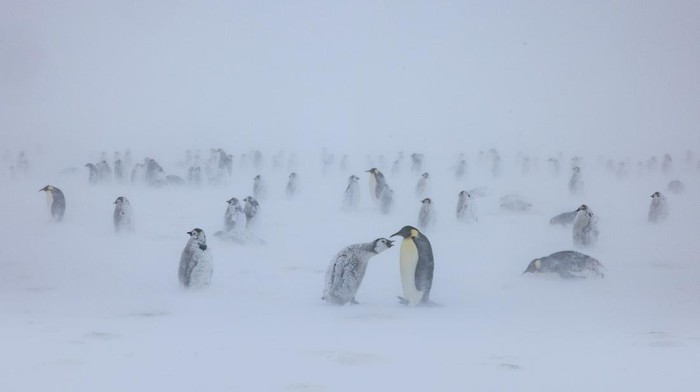 Momen Penguin Kaisar Hadapi Badai Salju di Antartika A group of adult Emperor penguins travel along the sea ice on their bellies after exiting the water against, as the ice shelf is seen in the distance, on the Ekstrom Ice Shelf, Antarctica, in this undated handout image obtained by Reuters on April 17, 2025. National Geographic/Bertie Gregory/Handout via REUTERS THIS IMAGE HAS BEEN SUPPLIED BY A THIRD PARTY. NO RESALES. NO ARCHIVES. MANDATORY CREDIT. FOR EDITORIAL NEWS USE ONLY WHEN REPORTING ON