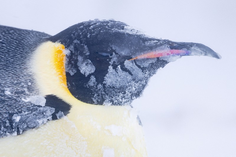 A group of adult Emperor penguins travel along the sea ice on their bellies after exiting the water against, as the ice shelf is seen in the distance, on the Ekstrom Ice Shelf, Antarctica, in this undated handout image obtained by Reuters on April 17, 2025. National Geographic/Bertie Gregory/Handout via REUTERS THIS IMAGE HAS BEEN SUPPLIED BY A THIRD PARTY. NO RESALES. NO ARCHIVES. MANDATORY CREDIT. FOR EDITORIAL NEWS USE ONLY WHEN REPORTING ON 