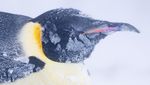 Momen Penguin Kaisar Hadapi Badai Salju di Antartika
