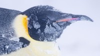 Penguin kaisar yang mempunyai nama latin Aptenodytes forsteri, termasuk jenis yang terbesar di antara famili penguin, yaitu dengan tinggi badan mencapai lebih dari 1 meter dan bobot lebih 35 kg.  