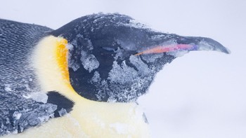 Fosil penguin tertua berasal dari 62 juta tahun yang lalu. Namun, nenek moyang penguin yang kita kenal sekarang berasal dari puluhan juta tahun yang lalu. Foto: National Geographic/Bertie Gregory/Handout via REUTERS