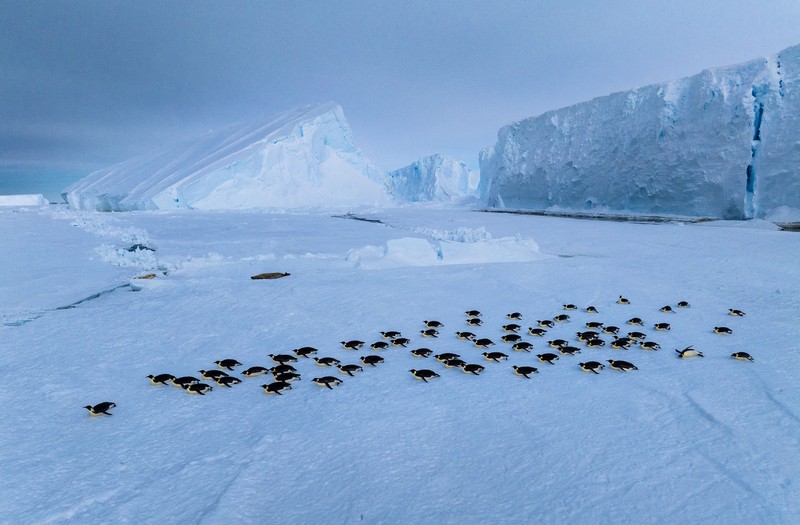A group of adult Emperor penguins travel along the sea ice on their bellies after exiting the water against, as the ice shelf is seen in the distance, on the Ekstrom Ice Shelf, Antarctica, in this undated handout image obtained by Reuters on April 17, 2025. National Geographic/Bertie Gregory/Handout via REUTERS THIS IMAGE HAS BEEN SUPPLIED BY A THIRD PARTY. NO RESALES. NO ARCHIVES. MANDATORY CREDIT. FOR EDITORIAL NEWS USE ONLY WHEN REPORTING ON 