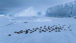 Momen Penguin Kaisar Hadapi Badai Salju di Antartika
