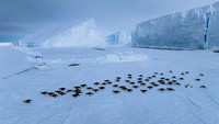 Koloni penguin kaisar memiliki adaptasi unik untuk bertahan dalam kondisi dingin, seperti bulu yang kedap air, kedap angin, dan fleksibel, serta lapisan lemak tebal untuk menjaga kehangatan tubuh.