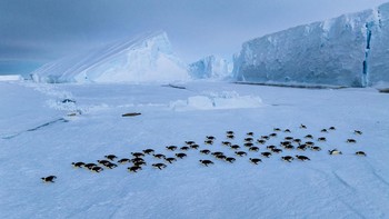 Kemungkinan Peradaban: Kemungkinan ada peradaban di Antartika tampaknya tidak terbayangkan namun ada beberapa orang mempercayainya. Satu-satunya bukti yang menunjukkan keberadaan pemukiman di Antartika adalah peta yang digambar tangan oleh kartografer dan laksamana Ottoman Piri Reis, sekitar tahun 1513. Beberapa orang berteori peta tersebut menggambarkan Antartika yang bebas es, yang masih banyak diperdebatkan. Yang lain berteori bahwa Atlantis pernah berkembang pesat di Antartika sebelum ditutupi es. Sejauh ini, belum ada bukti sahihnya. Foto: National Geographic/Bertie Gregory/Handout via REUTERS